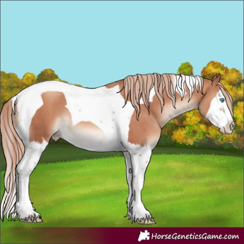 Horse Color:Gold Champagne Splash Tobiano 