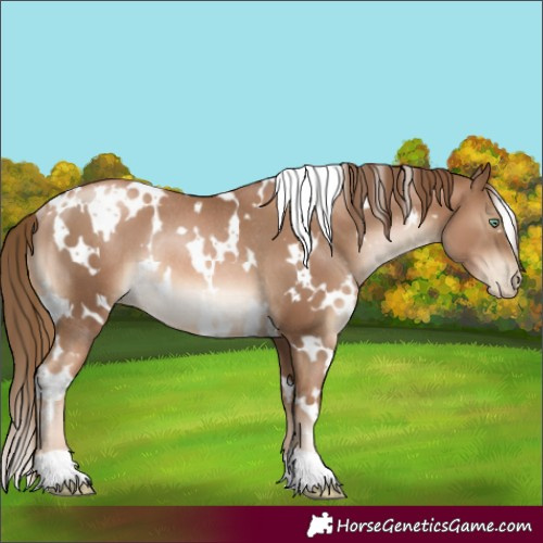 Horse Color:White Spotted Liver Chestnut Pearl Rabicano 