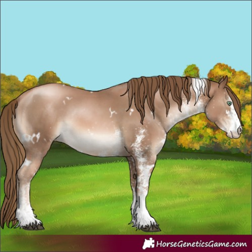 Horse Color:White Spotted Liver Chestnut Pearl Rabicano 