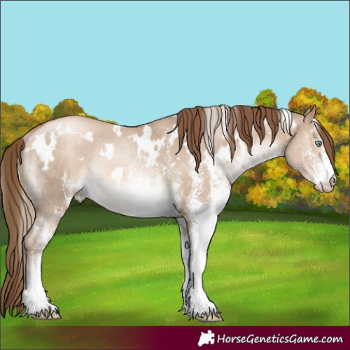 Horse Color:White Spotted Liver Red Dun Pearl Rabicano 