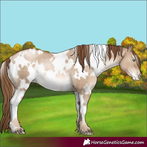 Horse Color:White Spotted Liver Red Dun Pearl Rabicano 