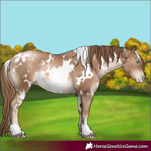 Horse Color:White Spotted Liver Chestnut Pearl Rabicano 