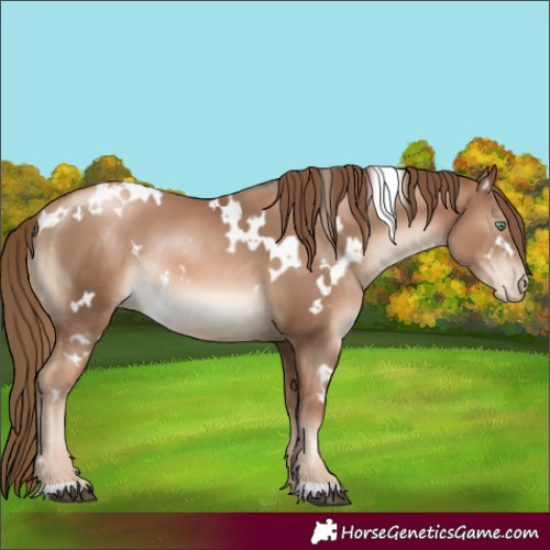 Horse Color:White Spotted Liver Chestnut Pearl Rabicano