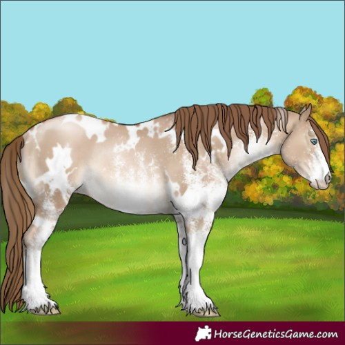 Horse Color:White Spotted Liver Red Dun Pearl Rabicano 