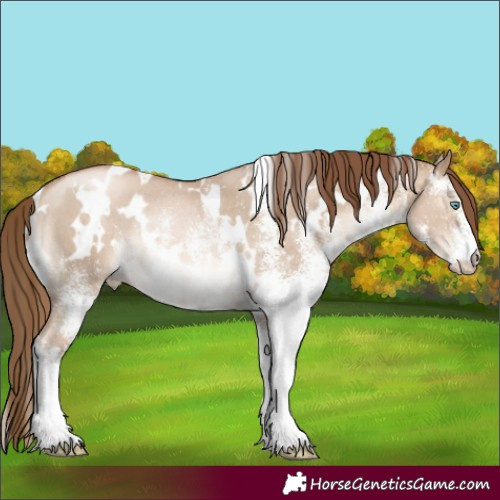 Horse Color:White Spotted Liver Red Dun Pearl Rabicano