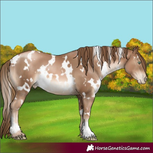 Horse Color:White Spotted Liver Chestnut Pearl