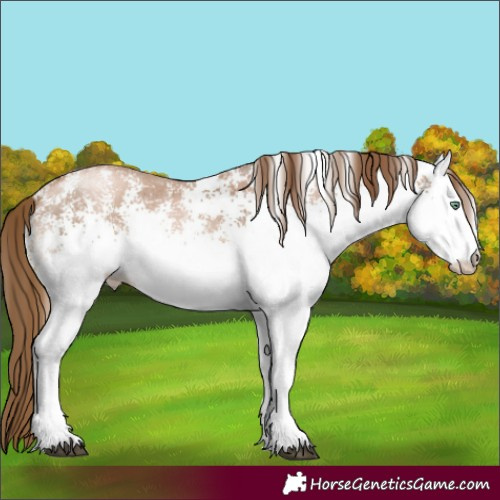 Horse Color:White Spotted Liver Chestnut Pearl