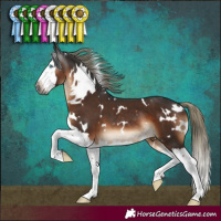 Horse Color:Gray White Spotted Liver Chestnut Mushroom Splash