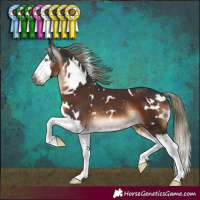 Horse Color:Gray White Spotted Liver Chestnut Mushroom Splash