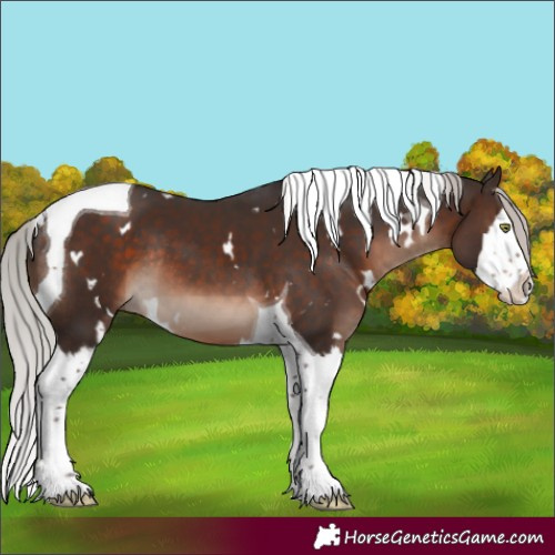 Horse Color:White Spotted Silver Brown Mushroom Splash Tobiano Rabicano 