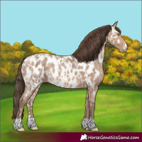 Horse Color:Amber Champagne Near Leopard  and Amber Champagne Near Leopard 