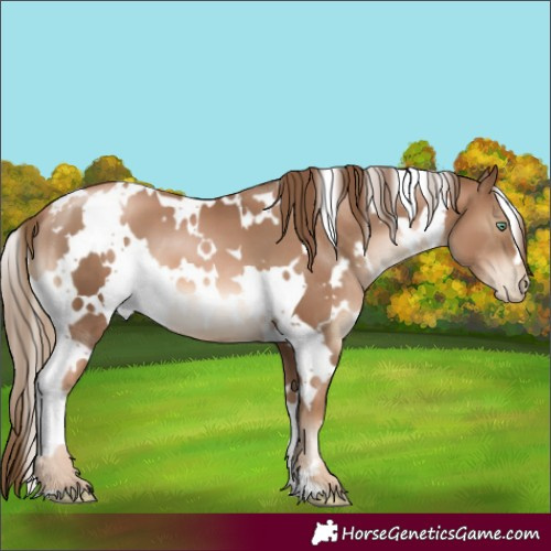 Horse Color:White Spotted Liver Chestnut Pearl