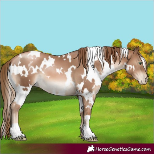 Horse Color:White Spotted Liver Chestnut Pearl 