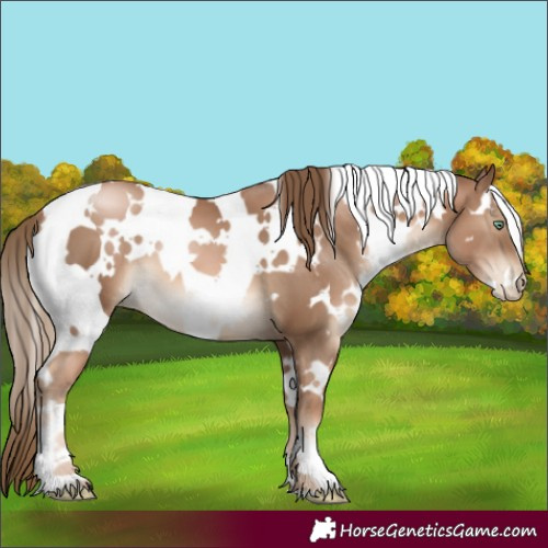 Horse Color:White Spotted Liver Chestnut Pearl 