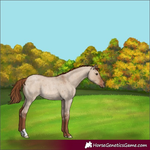 Horse Color:Red Dun Roan Rabicano 