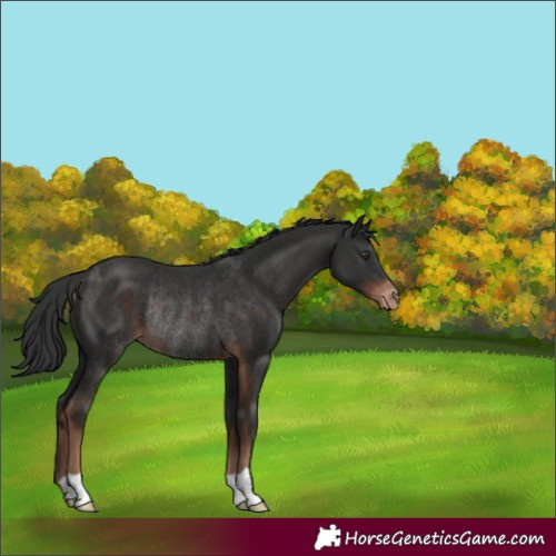 Horse Color:Liver Chestnut Appaloosa Rabicano 