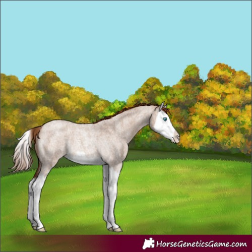 Horse Color:Red Dun Roan Splash Rabicano 