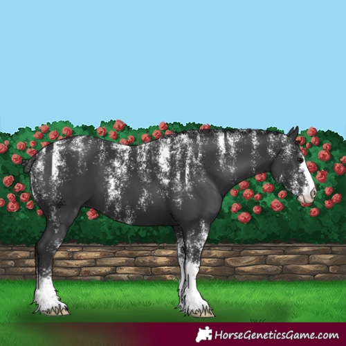 Horse Color:Powder White Black 