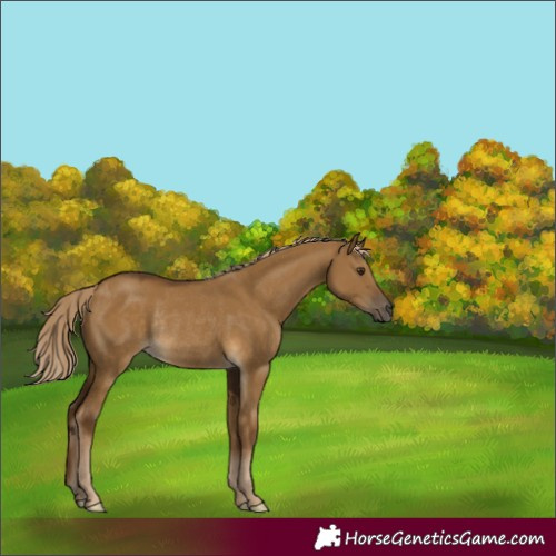 Horse Color:Chocolate Palomino Dun Rabicano