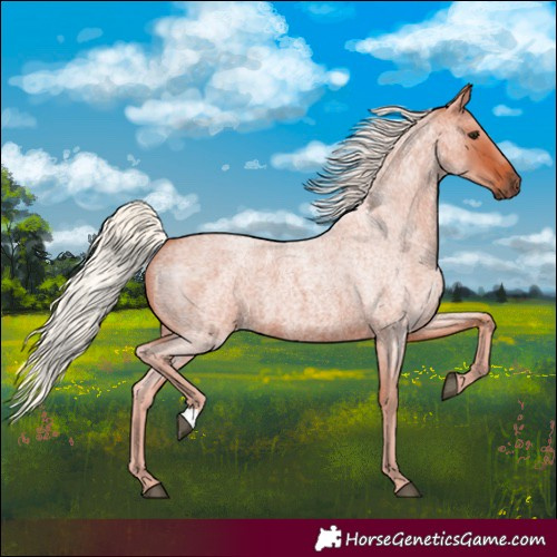 Horse Color:Silver Bay Roan 