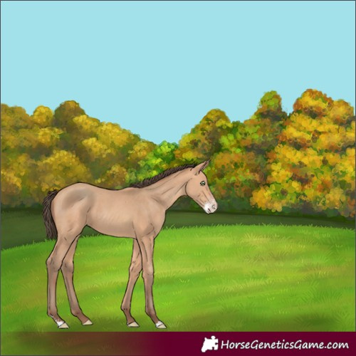 Horse Color:Amber Champagne Sabino Rabicano 