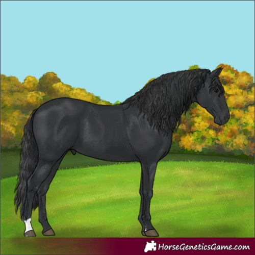 Horse Color:Black 