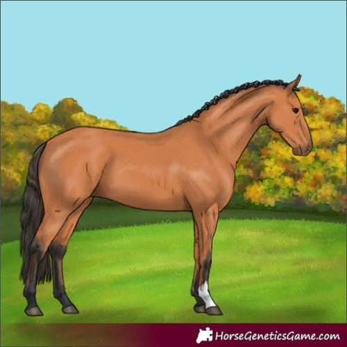 Horse Color:Bay 