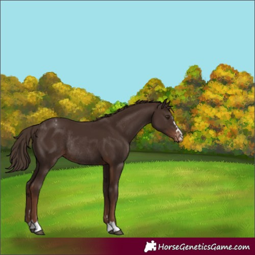 Horse Color:Liver Chestnut Varnish Rabicano 