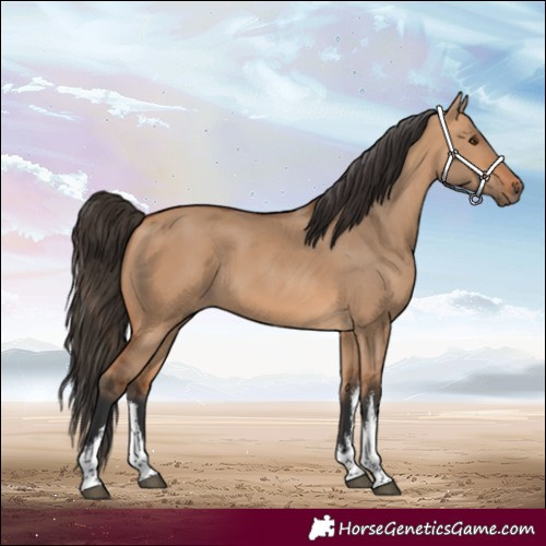 Horse Color:White Spotted Bay Dun