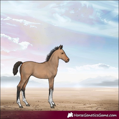 Horse Color:White Spotted Bay Dun 