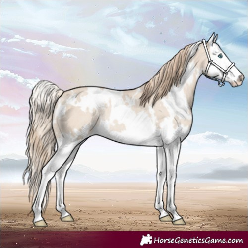 Horse Color:White Spotted Smoky Creme Dun Splash Rabicano 