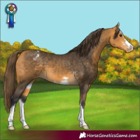 Horse Color:Buckskin Varnish 