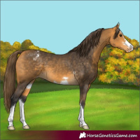 Horse Color:Buckskin Appaloosa
