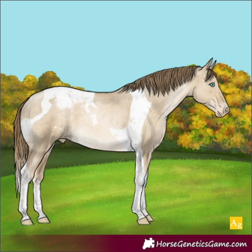Horse Color:Smoky Grullo Pearl Tobiano Appaloosa Rabicano