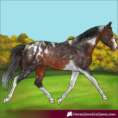 Horse Color:Brown Tobiano Appaloosa Rabicano 