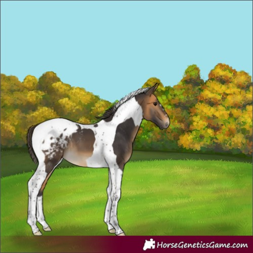 Horse Color:Buckskin Tobiano Appaloosa