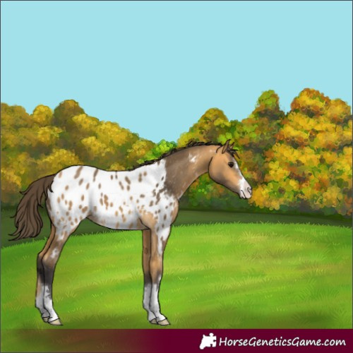 Horse Color:Buckskin Blanket 