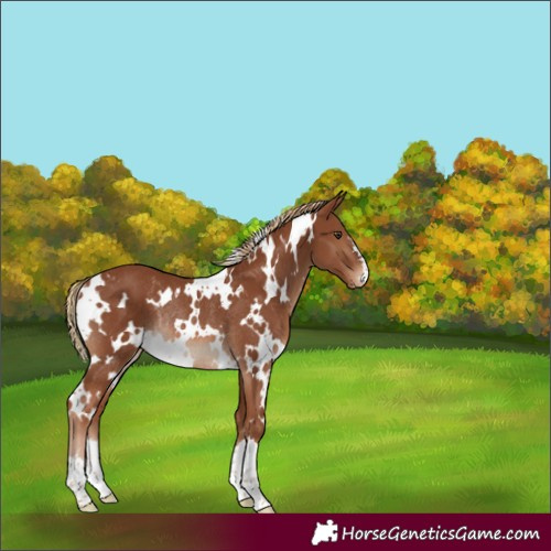 Horse Color:White Spotted Chestnut Rabicano