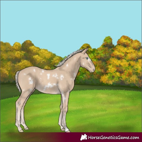 Horse Color:White Spotted Cremello 