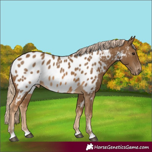 Horse Color:Chocolate Palomino Near Leopard Rabicano