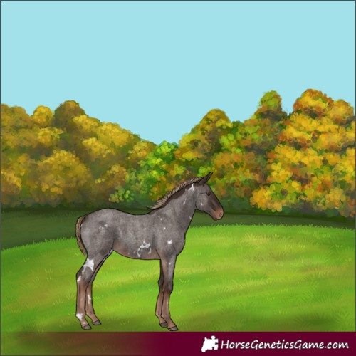 Horse Color:White Spotted Liver Red Roan
