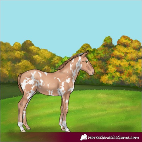 Horse Color:White Spotted Gold Champagne 