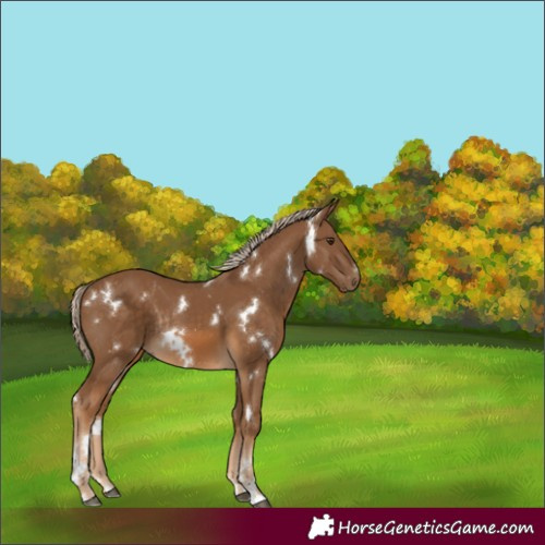 Horse Color:White Spotted Chocolate Palomino Rabicano 