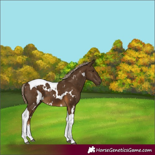 Horse Color:White Spotted Chocolate Palomino Tobiano 
