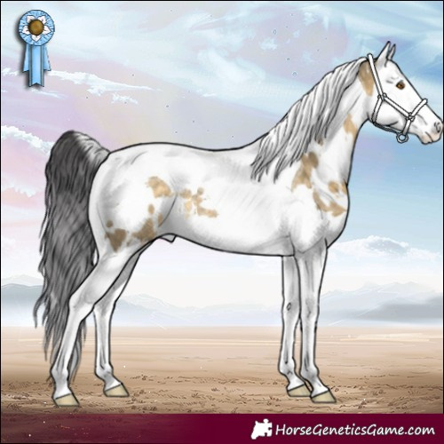 Horse Color:White Spotted Buckskin Dun Splash Tobiano Rabicano