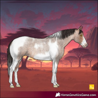 Horse Color:Sable Champagne Roan Tobiano Frame 
