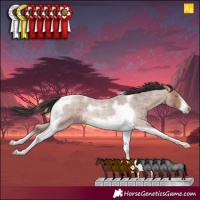 Horse Color:Sable Champagne Roan Tobiano Frame