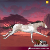 Horse Color:Sable Champagne Roan Tobiano Frame
