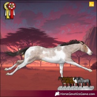 Horse Color:Sable Champagne Roan Tobiano Frame 
