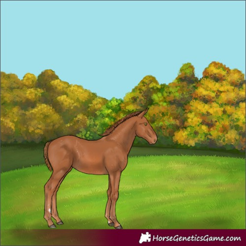 Horse Color:Chestnut 